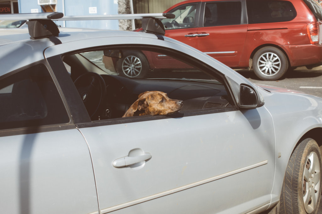 車と犬ブログサイズ